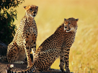Cheetahs sitting rock grass nature - a rock free wallpaper
