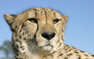 Cheetah blue sky trees foreground 2 - furry free wallpaper