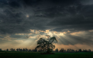 Tree field clouds sun rays 8 - a matte painting free wallpaper