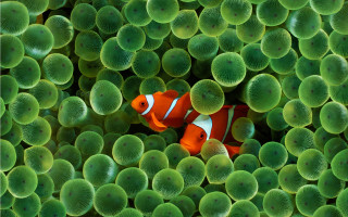 Clown fish green sea anemones 2 - white dot free wallpaper