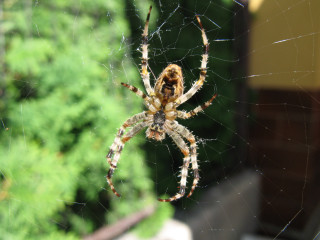 Spider web window sill outside 2 - male free wallpaper