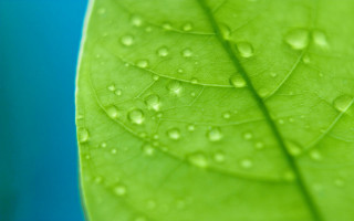 Green leaf water drops macro 10 - leaves surface free wallpaper