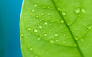 Green leaf water drops bokeh 2 - leaves surface free wallpaper