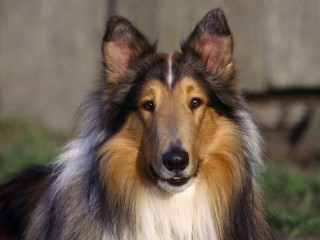 Long haired blue nosed sad - a portrait free wallpaper