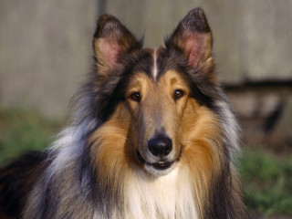 Dog long hair blue nose - handsome free wallpaper