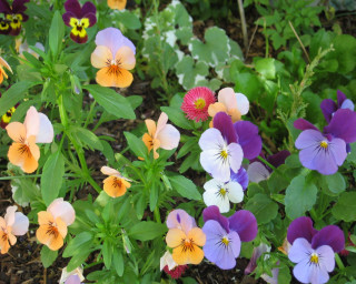 Flowers dirt grass ground nature 3 - elinor proby adams free wallpaper