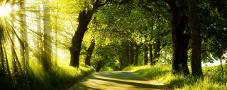 Sunlit road trees grass nature - the side of the road free wallpaper