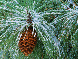 Pine cone snow ice branches 3 - a pine cone free wallpaper