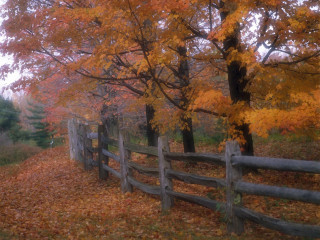 Wooden fence fall leaves trees 4 - a few yellow leaf free wallpaper