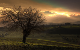 Tree field sunset clouds sky 9 - a mountain in the distance free wallpaper
