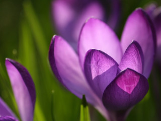 Purple flower green leaves pink 3 - a purple flower free wallpaper