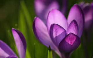Purple flowers close up green 2 - a close up of a bunch free wallpaper
