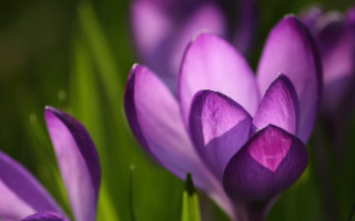 Purple flowers close up green 3 - a close up of a bunch free wallpaper