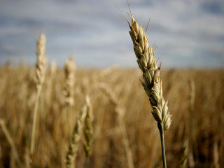 Wheat field sky clouds background 3 - andor basch free wallpaper