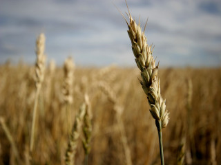 Wheat field sky clouds background 4 - andor basch free wallpaper