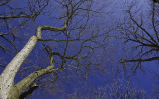 Bare tree no leaves winter 4 - leaf free wallpaper