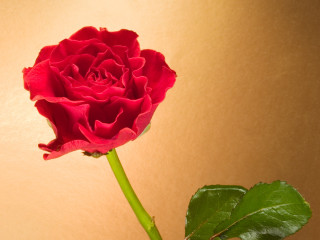Single red rose vase table 2 - a single red rose free wallpaper