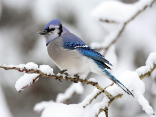 Blue jay perched branch snow 4 - a branch in the snow free wallpaper
