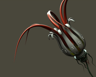 Red white flower black stem - stem free wallpaper