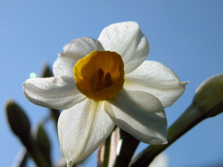 White flower yellow center blue 2 - a yellow center free wallpaper