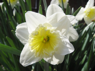 Close up flowers green leaves 5 - a yellow center in the middle free wallpaper