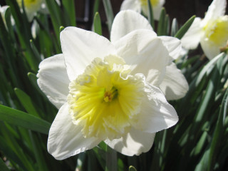 White flowers green leaves shallow - yellow center free wallpaper