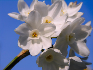 White flowers blue sky clouds 7 - a blue sky in the background free wallpaper for desktop