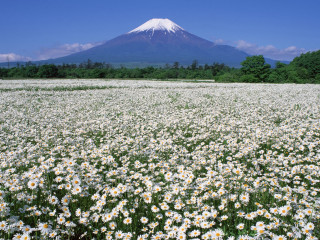 Field daisies mountain blue sky - a field of daisies free wallpaper