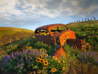 Rusty car field flowers fence 4 - car free wallpaper