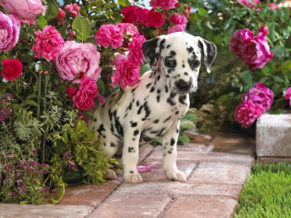 Dalmatian puppy flower garden pink 2 - chang daichien free wallpaper