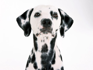 Dalmatian sad dog white background 2 - facial free wallpaper