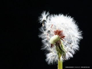 Dandelion white flowers black background 4 - a dandelion free wallpaper