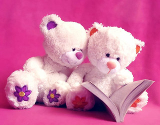 Two white teddy bears book - a pink background behind them free wallpaper