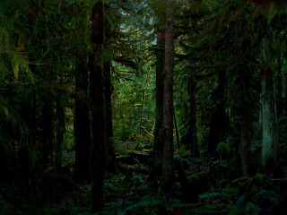 Tall trees green plants forest - green plant free wallpaper