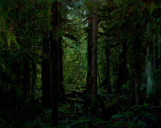 Tall trees green plants forest 3 - green plant free wallpaper
