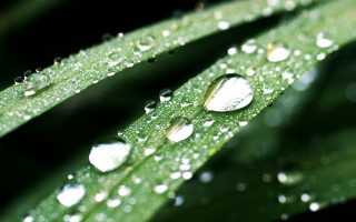 Leaf water droplets bokeh green - a close up of a leaf free wallpaper