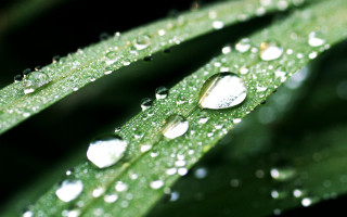 Green leaf water drops bokeh 5 - an gyeon free wallpaper for desktop