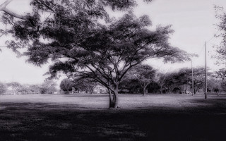 Black white tree park kite 2 - the air above free wallpaper