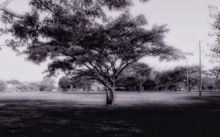 Black white tree park kite 3 - the air above free wallpaper