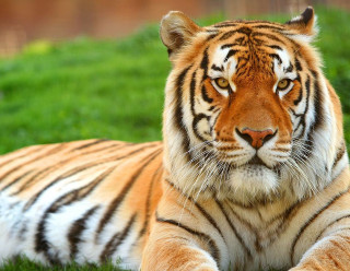 Tiger laying grass eyes closed 2 - looking free wallpaper