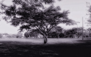 Black white tree park kite 4 - the air above free wallpaper