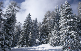 Snowy landscape trees blue sky 2 - the background free wallpaper