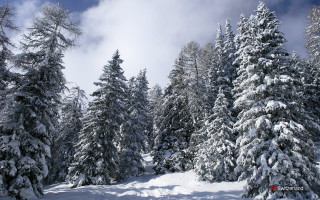 Snowy landscape trees blue sky 4 - the background free wallpaper
