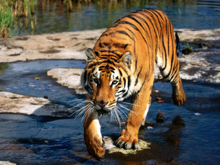 Tiger river green field forest - a river next free wallpaper