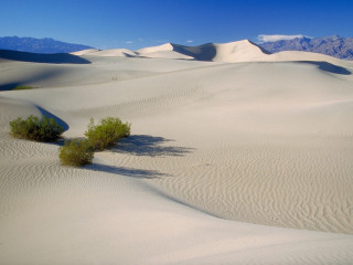 Lone plant desert landscape mountains - agnes martin free wallpaper