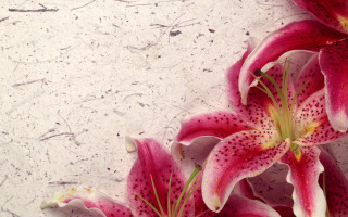 Pink flowers white surface black 2 - paper texture free wallpaper