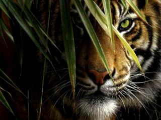 Tiger hiding tall grass serious - a tiger free wallpaper
