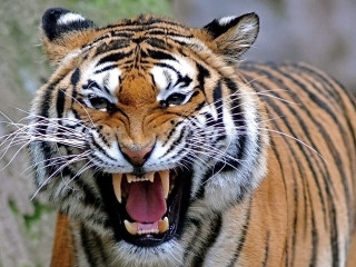 Tiger mouth open wide open - a tiger free wallpaper