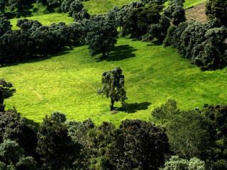Green field trees cows grazing 5 - afewerk tekle free wallpaper
