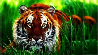 Tiger laying grass looking camera 3 - a blurry background of the image free wallpaper